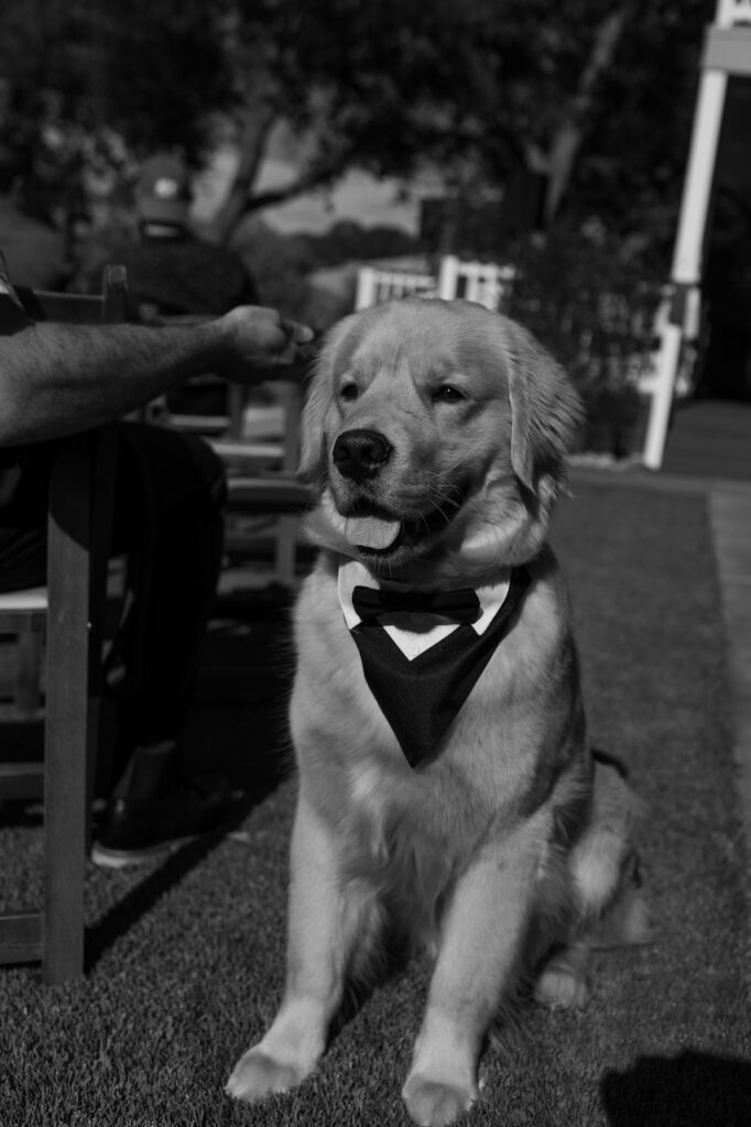 Golden retriever as ring barer in california wedding