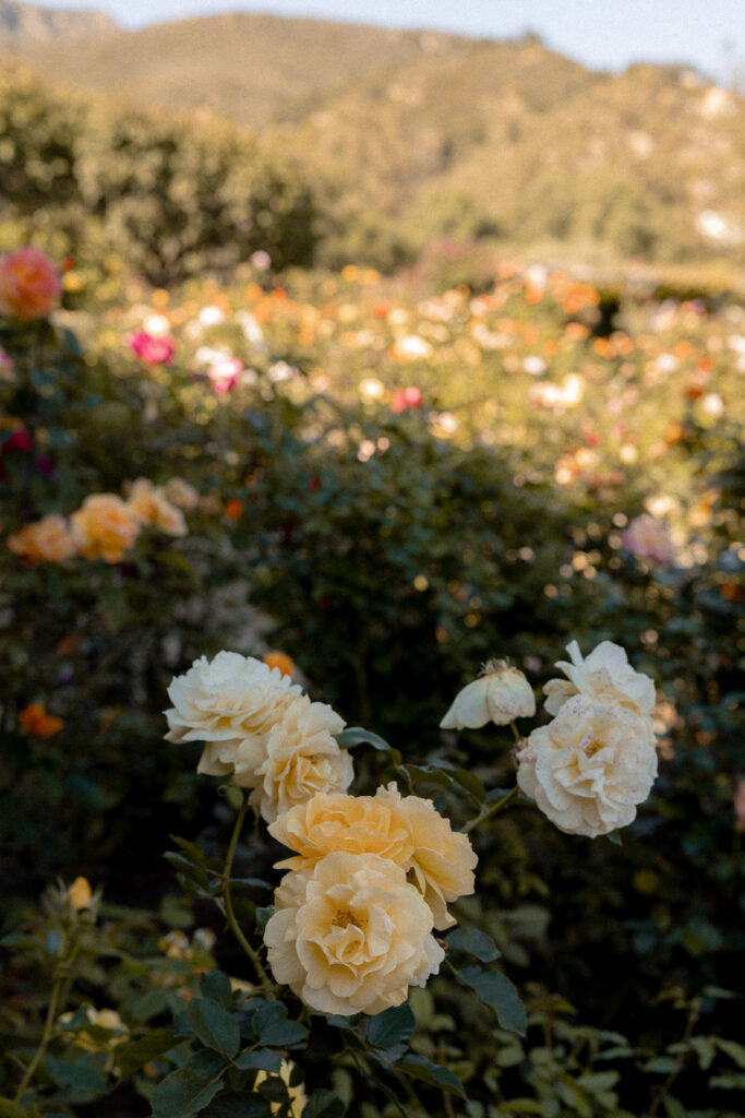 Soft yellow roses blooming in a lush California garden with mountains in the background at a luxury outdoor wedding venue