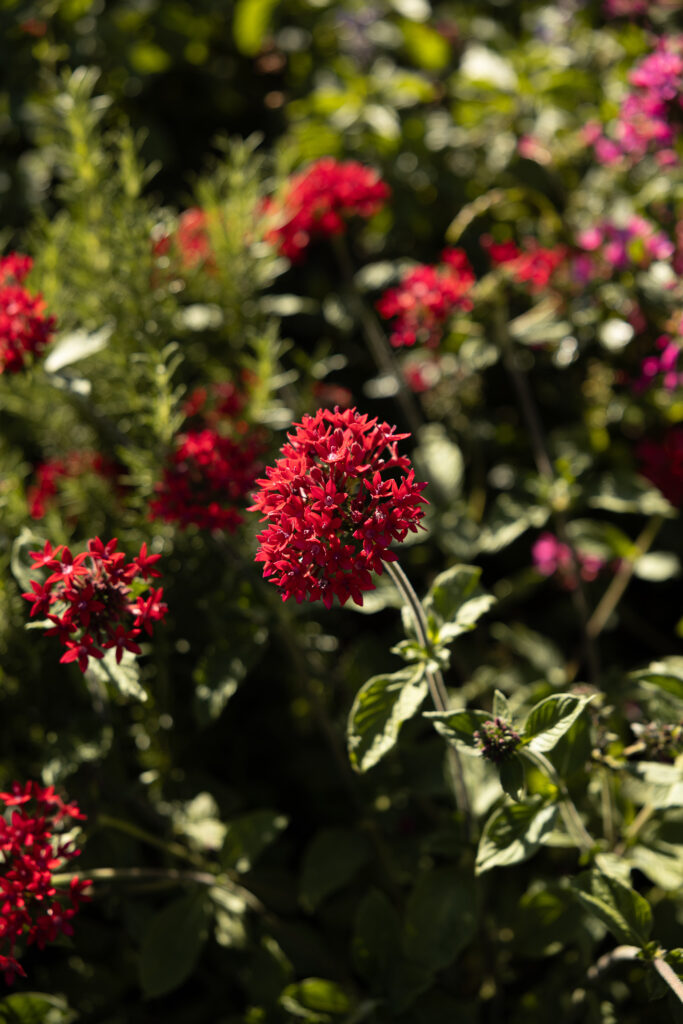 Bright red flowers in a lush California garden, photographed during an elegant outdoor wedding ceremony.